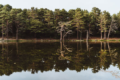 Trees by lake in forest against sky