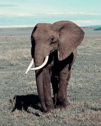 Full length of elephant standing on field