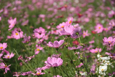 Close-up of pink cosmos flowers on field