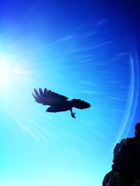 Low angle view of bird flying against blue sky