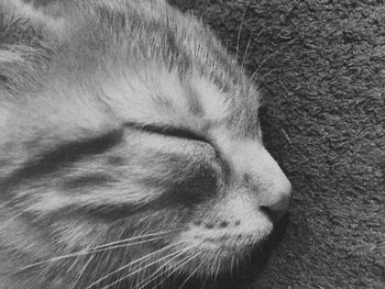 Close-up of dog sleeping