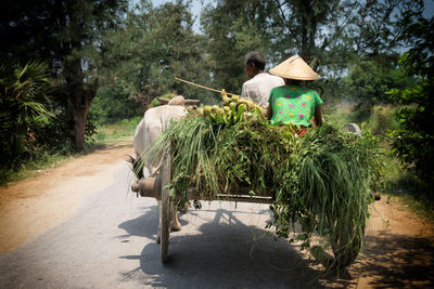 Rear view of people sitting on road amidst trees