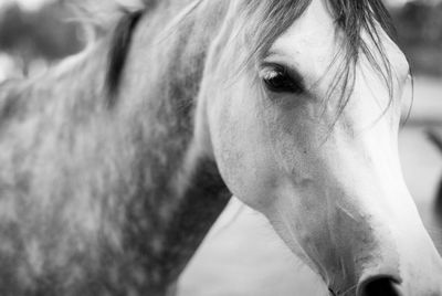 Close-up of arabian horse