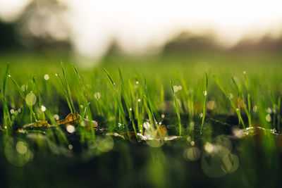 Close-up of wet grass during rainy season