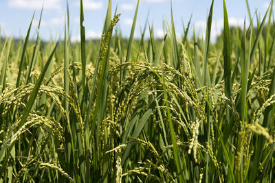 Close-up of wheat crop in field