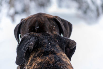 Close-up of dog