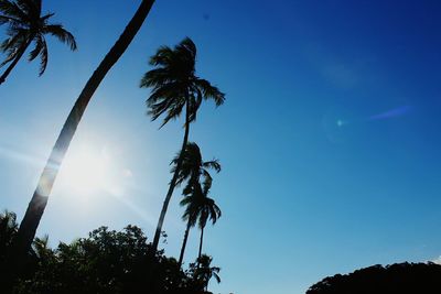 Low angle view of palm trees against blue sky