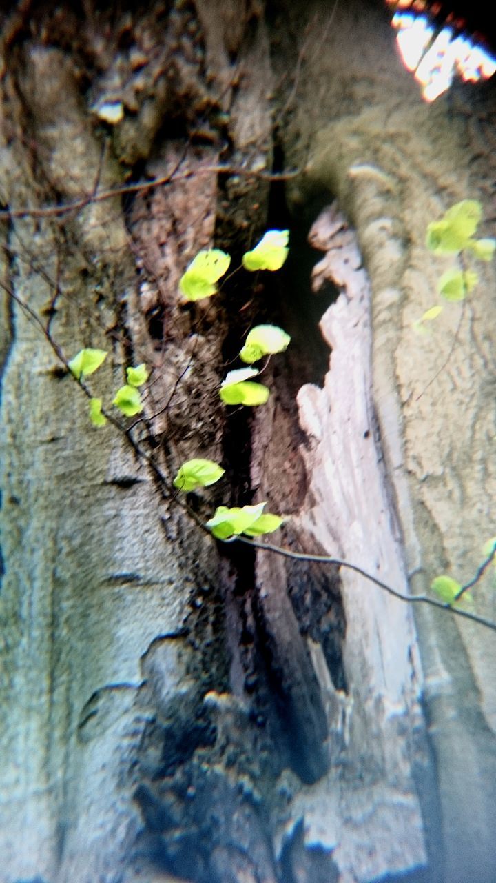 CLOSE-UP OF TREE TRUNK AMIDST PLANTS