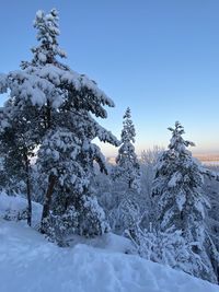 Snow covered pine trees on field against sky