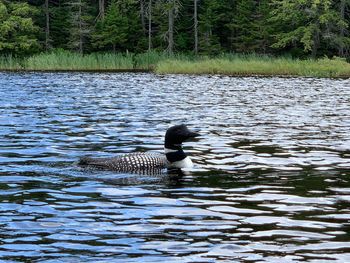 Ducks swimming in lake