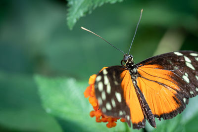 Close-up of butterfly on leaf