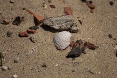 High angle view of shells on sand