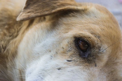 Close-up portrait of dog