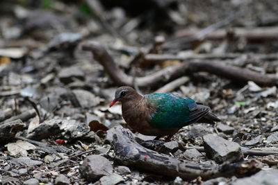 Close-up of bird