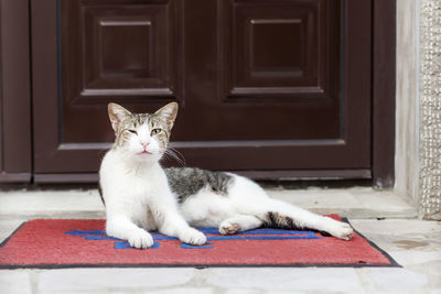 Portrait of cat sitting on door of building