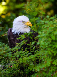 High angle view of eagle against blurred background