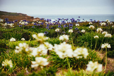 Close-up of flowering plants on land against sea