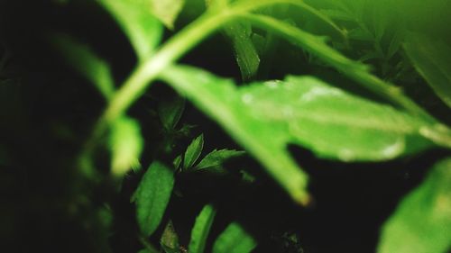 Close-up of green leaves