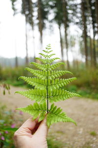 Cropped hand holding plant