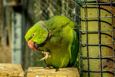 Colorful parrot