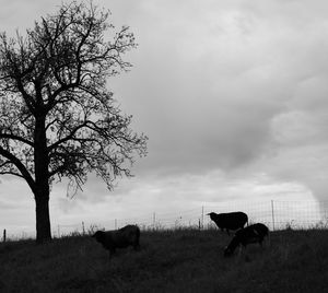 Horses in a field