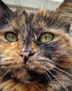 Close-up portrait of a cat