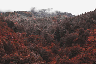 Trees in forest against sky during winter