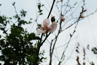 Close-up of white flowers