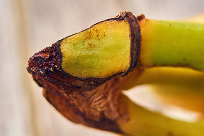 Close-up of lemon