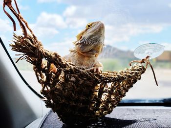 Traveling dragon