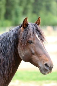 Close-up of horse on field