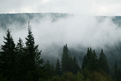 Panoramic view of forest against sky