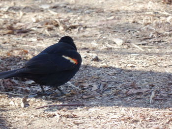 Close-up of bird perching on field