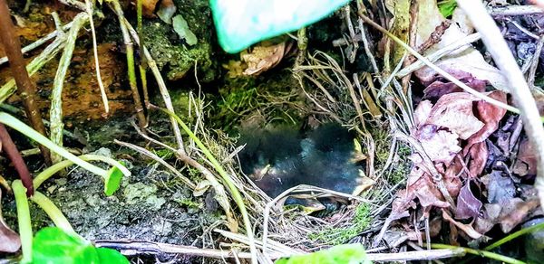 High angle view of birds in nest