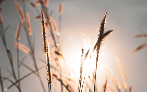 Close-up of stalks against sky at sunset