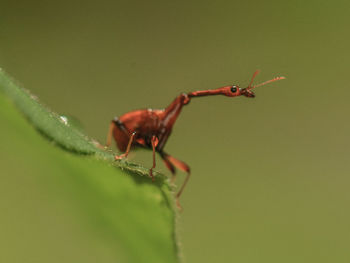 Close-up of ant on leaf