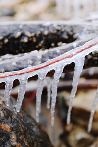 Close-up of icicles on land