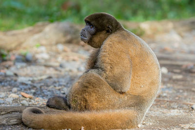 Close-up of monkey at zoo