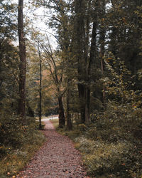 Footpath amidst trees in forest during autumn