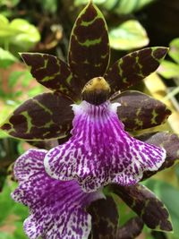 Close-up of purple flowers blooming