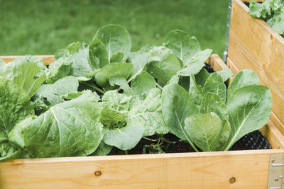 High angle view of vegetables