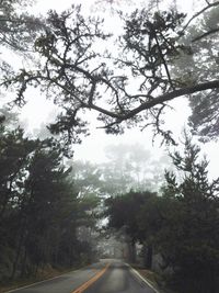 Road passing through forest