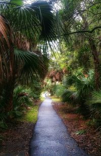 Narrow walkway along trees