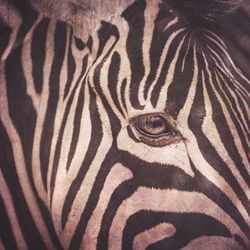 Close-up portrait of zebra