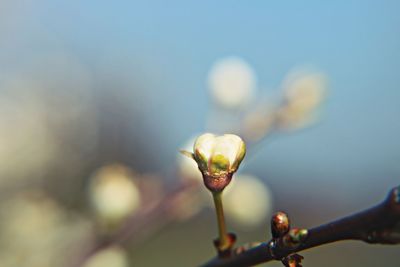 Close-up of plant against blurred background