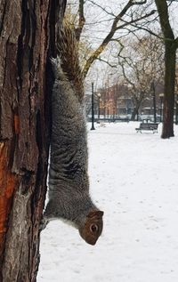 Squirrel on tree trunk during winter