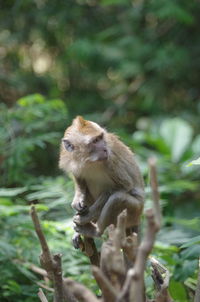 View of monkey sitting on branch