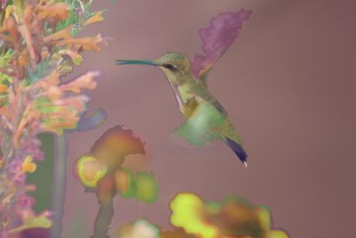Close-up of bird flying