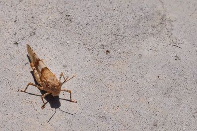 Close-up of insect on wall