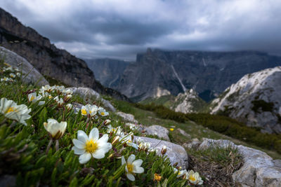 White flowering plants on rocks against mountains